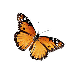 butterfly isolated on white
