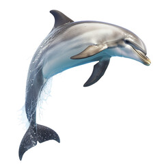 dolphin isolated on white background