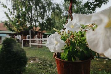 Close-up view of blooming white flowers in a hanging pot with a serene garden in the background, showcasing nature's beauty