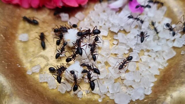 Black ants family eating sweet sugar prasad on a brass plate moving around