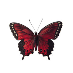 Fototapeta premium butterfly on white background