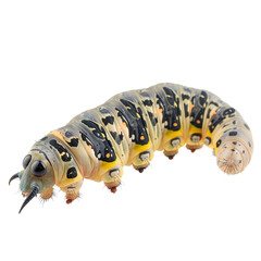 Fototapeta premium caterpillar