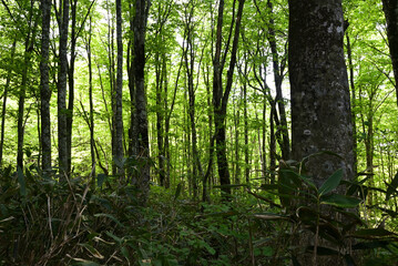 Climbing Mt. Bandai, Aizu, Fukushima, Japan