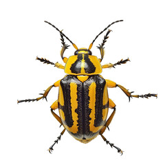 state potato beetle