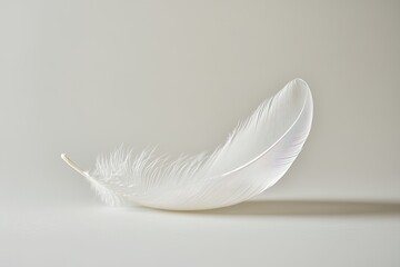 Obraz premium A delicate white feather on a soft background.