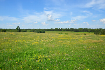 Obraz premium Meadow Landscape Background