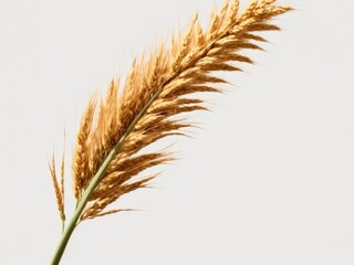 ear of wheat isolated on white background