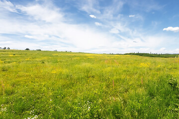 Fototapeta premium Meadow Landscape Background