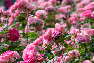 Detail view of roses of the rose garden at Yoyogi park in Tokyo