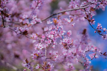 Flowering tree branch with white flowers. Spring background. Blooming tree branches white flowers and blue sky background, close up. Cherry blossom, sakura garden, spring orchard, spring sunny day.