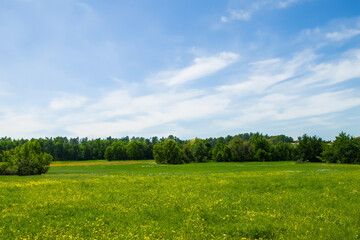 Obraz premium Meadow Landscape Background