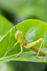 Green grasshopper perched on a leaf
