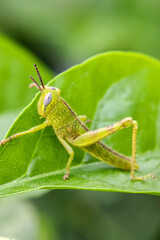 Green grasshopper perched on a leaf