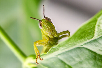 Green grasshopper perched on a leaf