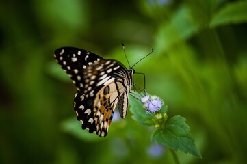 Butterfly on a flower, feeding time!