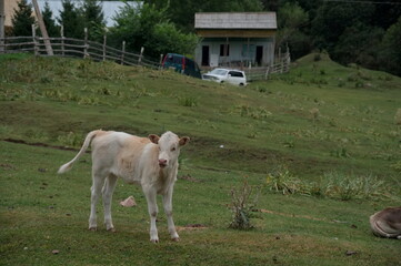 Fototapeta premium Calf standing in the meadow in Kyrgyzstan
