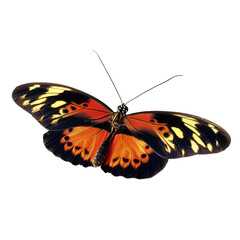 Naklejka premium butterfly isolated on white