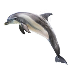 dolphin isolated on white background