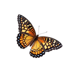 Naklejka premium butterfly isolated on white background