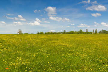 Fototapeta premium Meadow Landscape Background