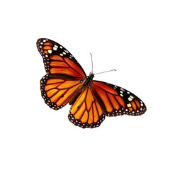 Fototapeta premium butterfly isolated on white