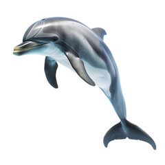 Obraz premium dolphin isolated