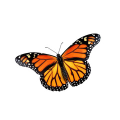 Fototapeta premium butterfly isolated on white