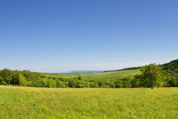 Fototapeta premium Meadow Landscape Background