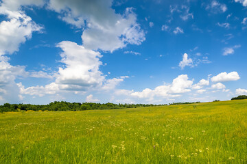 Meadow Landscape Background