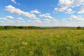 Meadow Landscape Background