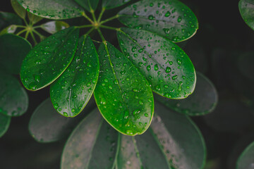 Green Leaves with Water Droplet on it after rain During Summer Season