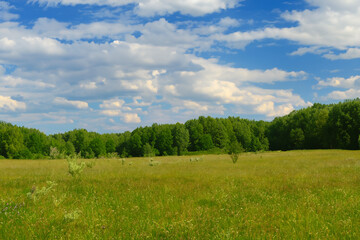 Meadow Landscape Background