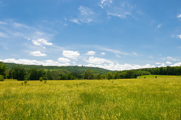 Fototapeta premium Meadow Landscape Background