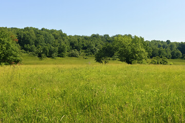 Meadow Landscape Background