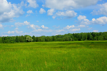 Meadow Landscape Background
