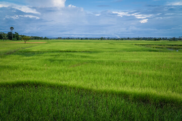 Asia rice paddy's and rice production green growing rice in tropical climate with last few native surviving trees