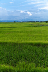 Asia rice paddy's and rice production green growing rice in tropical climate with last few native surviving trees