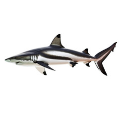 Naklejka premium great shark