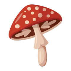 Fly agaric. Poisonous mushroom. Vector illustration isolated on white background.