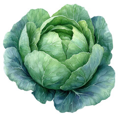 Fototapeta premium A fresh, vibrant green cabbage with a lush, layered appearance, perfect for culinary themes and healthy eating concepts.
