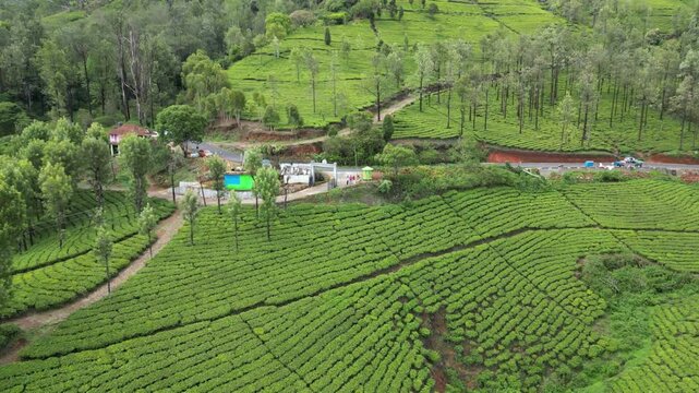 AERIAL: Green tea Plantage 4K stock video
Aerial View, Agricultural Field, Agriculture, Asia, Black Tea, drone view, Ooty, Munnar, India