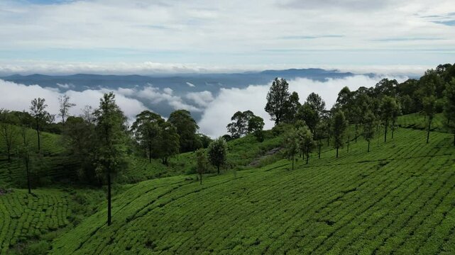 landscape with mountains and clouds,  Tea Plantation 4K stock video, Tea state, Agriculture, Beauty In Nature, Crop - Plant, Environment, India, Munnar, ooty, Drone view