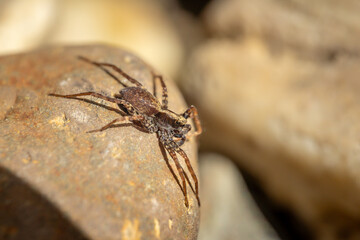 Eine Spinne sonnt sich auf einem Stein.