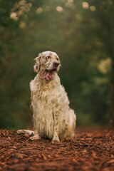 color image dog photos english setter