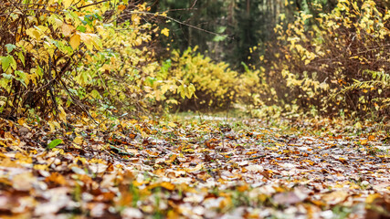 Autumn background of fallen yellow leaves in the forest