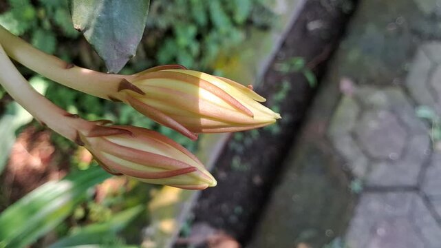 Buds of ric rac cactus flowers in spring