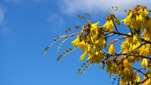Kōwhai native New Zealand tree with bright yellow flowers blooming in the spring against blue sky