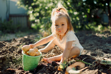 Child girl helps dig and puts potatoes in a bucket, outdoor in the garden