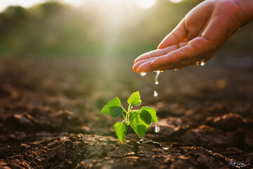 hand is pouring water on a small plant