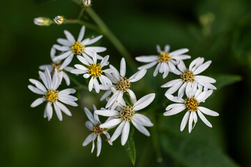 지리산 노고단 야생화
